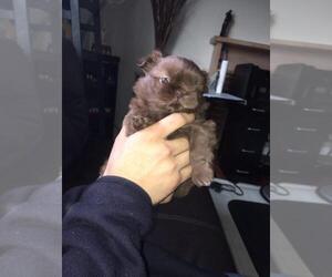 Shih Tzu Litter for sale in HAYWARD, CA, USA