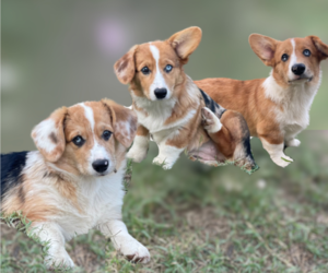 American Corgi Litter for sale in COLLEGE STATION, TX, USA
