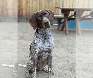 German Shorthaired Pointer Litter for sale in ALTA LOMA, CA, USA