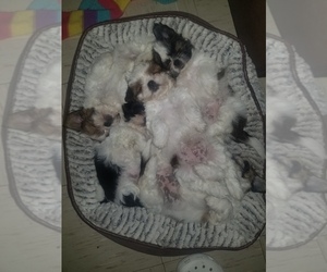 Shih Tzu Litter for sale in KING CITY, CA, USA