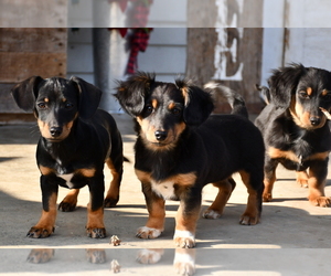 Chiweenie Litter for sale in PARIS, TN, USA