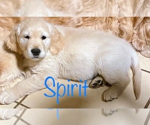 English Cream Golden Retriever Litter for sale in RIVERSIDE, CA, USA