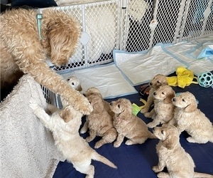 Goldendoodle Litter for sale in NAPERVILLE, IL, USA