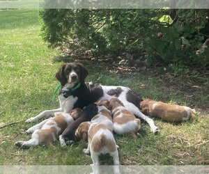 Brittany Litter for sale in SPRINGFIELD, MN, USA