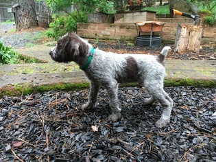 German Wirehaired Pointer Litter for sale in FORESTHILL, CA, USA
