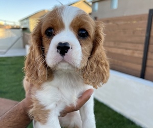 Cavalier King Charles Spaniel Litter for sale in KENNEWICK, WA, USA