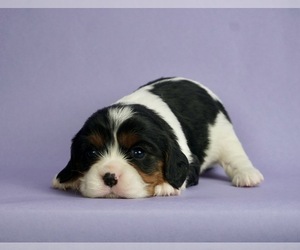 Medium Cavalier King Charles Spaniel