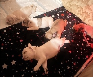 French Bulldog Litter for sale in CARDINGTON, OH, USA