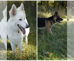German Shepherd Dog Litter for sale in KNOX, IN, USA