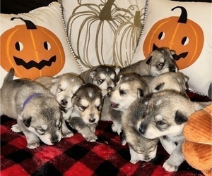 German Shepherd Dog-Siberian Husky Mix Litter for sale in BEAUMONT, CA, USA