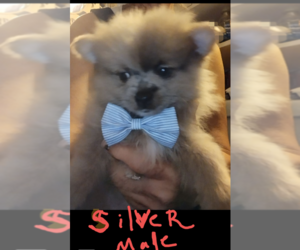Pomeranian Litter for sale in FAIRVIEW HEIGHTS, IL, USA