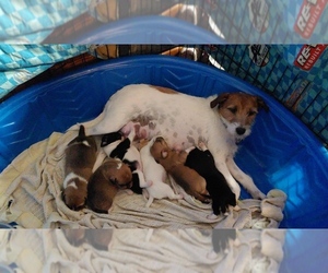 Jack Chi-Jack Russell Terrier Mix Litter for sale in MINNEOLA, FL, USA