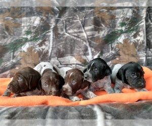 German Shorthaired Pointer Litter for sale in NEW YORK MILLS, MN, USA