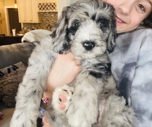 Old English Sheepdog-Poodle (Miniature) Mix Litter for sale in EFFINGHAM, IL, USA