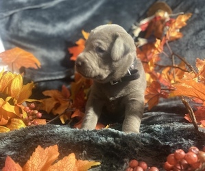 Labrador Retriever Litter for sale in CENTENNIAL, CO, USA