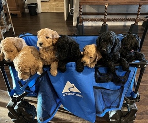 Double Doodle Litter for sale in ZEPHYR, TX, USA