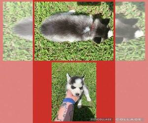 Siberian Husky Litter for sale in NACOGDOCHES, TX, USA