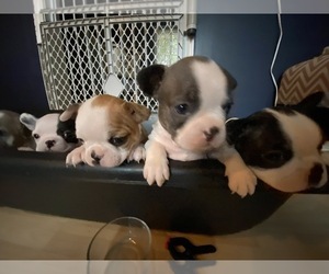 Boston Terrier Litter for sale in SPRINGFIELD, MO, USA