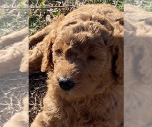 Goldendoodle Litter for sale in LEBANON, TN, USA