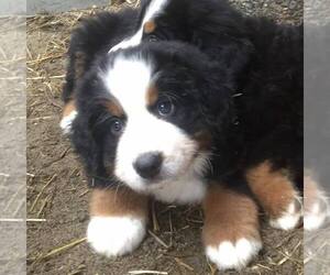 Bernese Mountain Dog Litter for sale in SOUTHWORTH, WA, USA