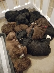Labradoodle Litter for sale in JERSEYVILLE, IL, USA