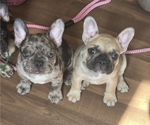 French Bulldog Litter for sale in ST AUG BEACH, FL, USA