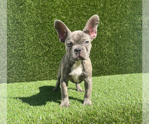 French Bulldog Litter for sale in PALM COAST, FL, USA