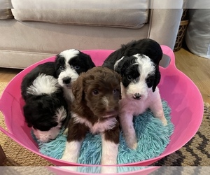 F2 Aussiedoodle Litter for sale in BREMERTON, WA, USA