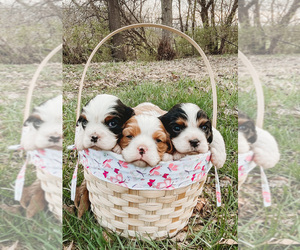 Cavalier King Charles Spaniel Litter for sale in LAWSON, MO, USA