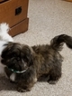 Small Photo #1 Shih Tzu Puppy For Sale in SALISBURY, NC, USA