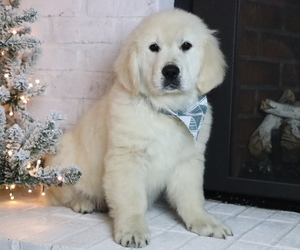 English Cream Golden Retriever Litter for sale in BOSWELL, IN, USA