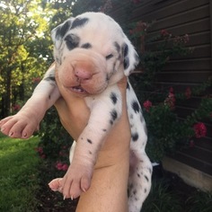 Great Dane Litter for sale in UNION, MO, USA