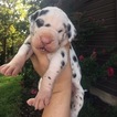 Small Photo #1 Great Dane Puppy For Sale in UNION, MO, USA