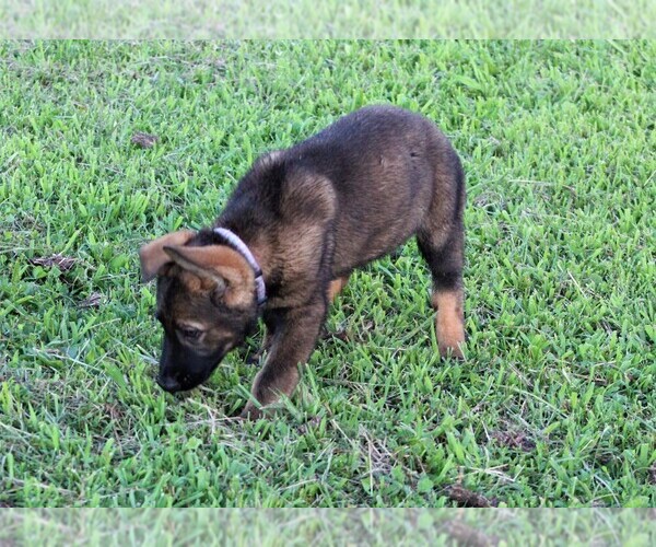 Medium Photo #1 German Shepherd Dog Puppy For Sale in FREDERICKTOWN, OH, USA