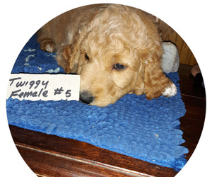 Goldendoodle Litter for sale in AIRWAY HEIGHTS, WA, USA