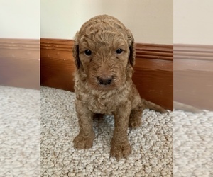 Goldendoodle Litter for sale in GIBBON, MN, USA