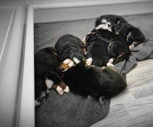 Bernese Mountain Dog Litter for sale in LANCASTER, OH, USA