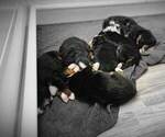 Small Photo #1 Bernese Mountain Dog Puppy For Sale in LANCASTER, OH, USA