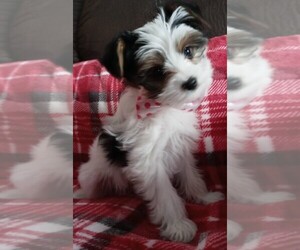 Yorkshire Terrier Litter for sale in WYOMING, NY, USA