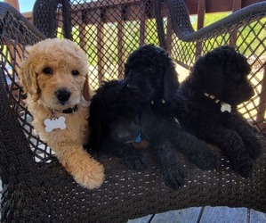 Double Doodle Litter for sale in WEST, TX, USA