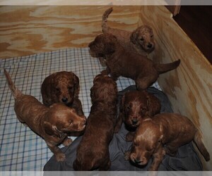 Irish Doodle Litter for sale in BLOOMINGTON, IL, USA