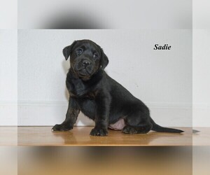 Labrador Retriever Litter for sale in CLARE, MI, USA