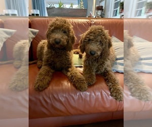 Irish Doodle Litter for sale in WILMINGTON, NC, USA