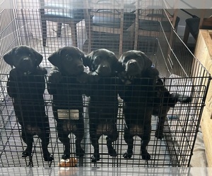 Labrador Retriever Litter for sale in TUMWATER, WA, USA