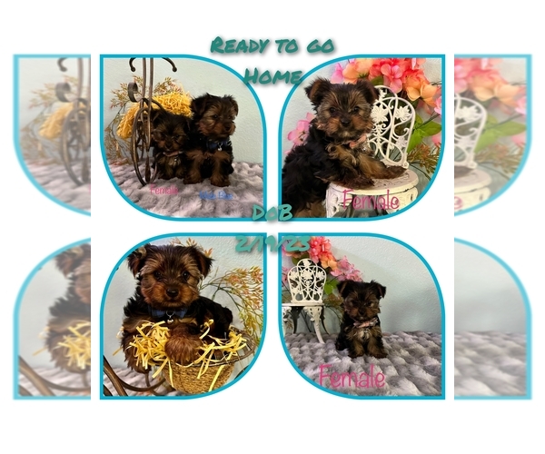 Medium Photo #1 Yorkshire Terrier Puppy For Sale in SACRAMENTO, CA, USA