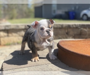 Bulldog Litter for sale in ATLANTA, GA, USA