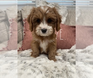 Medium Cavapoo