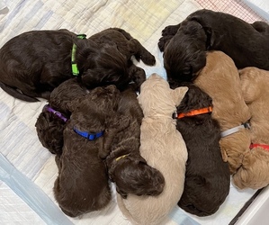 Double Doodle Litter for sale in HENRYVILLE, IN, USA