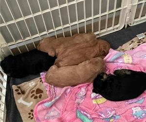 Schnoodle (Miniature) Litter for sale in HECTOR, AR, USA