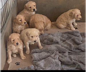 Goldendoodle (Miniature) Litter for sale in SANFORD, NC, USA